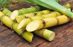 Image result for SUGARCANE;