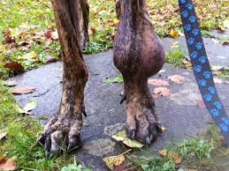 It's the cancer of the bones. Bone Cancer Osteosarcoma Assoc For Healthy Great Danes