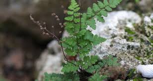 Image result for Pteridaceae