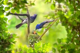 Birds Of A Feather New Vegas 