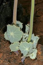 Image result for Senecio oxyriifolius