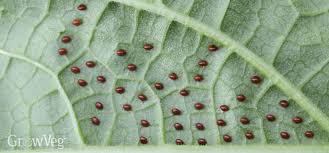 What plants keep bugs away from squash? Protect Your Crops From Squash Bugs And Squash Vine Borers