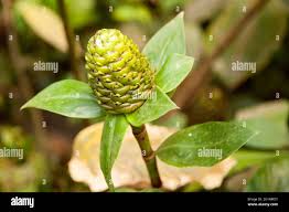 Image result for Costus afer
