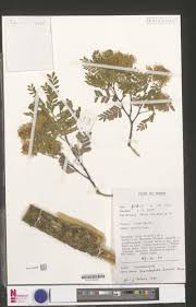 Image result for Scorodophloeus zenkeri