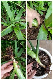 We did not find results for: How To Grow Use Aloe Vera In The Garden Beyond Homestead And Chill