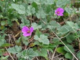 Image result for Pelargonium apetalum