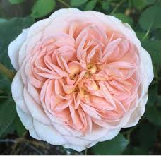 Peach Pink Flowers Pink Wedding Flowers Pink Spring Flowers Flowers