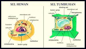 Gambar Sel Hewan Dan Tumbuhan Lengkap Dengan Fungsi Dan Struktur Sel Hewan Hewan Gambar