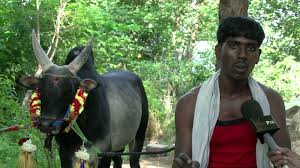 jallikattu wallpapers jallikattu kalaigal 608552 hd wallpaper backgrounds download jallikattu wallpapers jallikattu