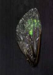 Insect periodical cicadas true bugs cicadidae, insect, animals, true bugs. Gold Coated Cicada Wings Anti Reflective Micro Environment For Plasmonic Enhancement Of Fluorescence From Upconversion Nanoparticles Sciencedirect