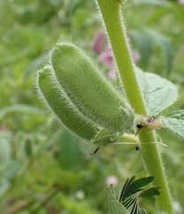 Image result for Sesamum radiatum