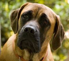 Mastiff Simple English Wikipedia The Free Encyclopedia