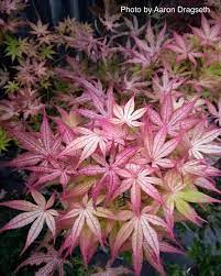 Fall brings bright red and orange. Mrmaple Com Acer Palmatum Amber Ghost Japanese Maple Facebook