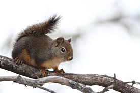 Image result for squirrel