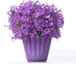 Get Mee For Every Season Indoor Plants Plants Flower Pots