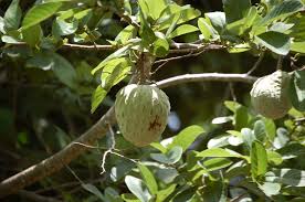 Muricata contain polysaccharides which are capable of reducing the cod, turbidity, and wastewater from a municipal wastewater treatment plant (mexico) was treated by a. Photos Of Ilama Annona Diversifolia Inaturalist