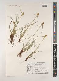 Image result for Kyllinga alba