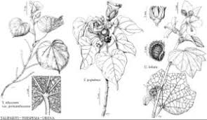 Image result for Urena lobata