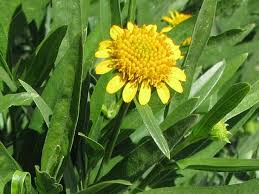 Image result for Pascalia glauca