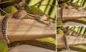 A classification of the biogeographical provinces of the world. Squirrel Wakes Up And Gives His Whole Body A Stretch Daily Mail Online