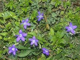 Buttercups are not quite as invasive as lawn ivy (purple or white flowers instead of yellow), but spread in much the same manner, and detract from the uniform green lawn most. Lawn Flowers Forums