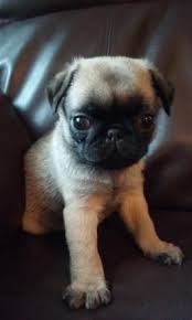 How much do pug cost? Pug Puppies For Sale Lancaster Puppies Pug Puppies For Sale Pug Puppies Cute Animals Puppies