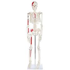 Bones can be divided into 3 generic groups: Anatomy Lab Anatomy Model Human Skeleton Mini Plastic Skeleton Has Movable Arms And Legs Replica Of