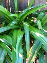 These edible weeds can add some interest and fun to your diet and weeding chores. Giant Crinum Lily Crinum Asiaticum Your Plant Appears To Be A Bulb Plant Known As Giant Crinum Lily Prized For Its Planting Bulbs Lily Flower Sun And Water
