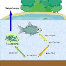 Breakpoint chlorination is an excellent polish, removing virtually all ammonia and beneficially sanitizing the water. Fish Tank Overstocking Aquatic Veterinary Services