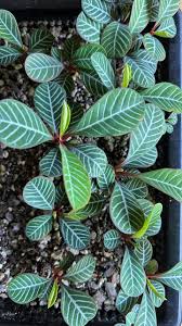 Image result for Euphorbia unicornis