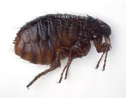 Sticktight Fleas: How To Get Rid Of Them | Grow Where You Sow