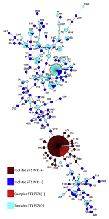 Legionnaires' disease is a serious type of pneumonia caused by legionella bacteria. A Real Time Pcr For Specific Detection Of The Legionella Pneumophila Serogroup 1 St1 Complex Clinical Microbiology And Infection