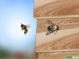 How can i get rid of a colony of big, bumbling bees that have invaded our porch between the ceiling and roof? How To Get Rid Of Bees 15 Steps With Pictures Wikihow