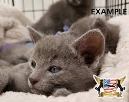 The oregon humane society is working in partnership with the humane society of the united states (hsus) to help close to 150 alabama shelter pets unfortunately, there are those who are criticizing the oregon humane society for taking in these cats and dogs. Seattle Humane Partners With Greater Good Charities Wings Of Rescue For Paws Across The Pacific Seattle Humane