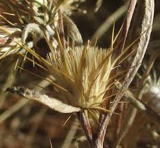 Image result for Dicoma