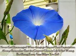 Pin By Sarjit On Facts Of Life Morning Glory Vine Garden Vines Blue Morning Glory
