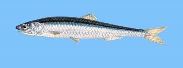 Ketohubnuti.cz ryby a mořské plody gavros psari. Odhgos Ellhnikwn Psariwn Ma8e Gia Ta Ellhnika Psaria Eikones