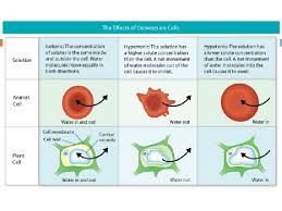 Substances can move into and out of cells through the cell membrane. Chapter 5 A Closer Look At Cell Membranes