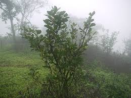 Image result for Gymnosporia pubescens