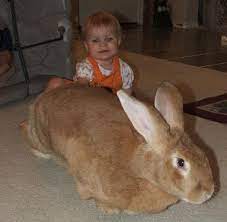 Are you looking to find quality bunnies for sale in garland, texas? Flemish Rabbits Are Giant Cuddle Monsters Of The Pet World Flemish Giant Rabbit Giant Rabbit Flemish Giant