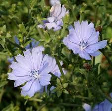Wild Chicory Chicory Root Flower Garden Plants