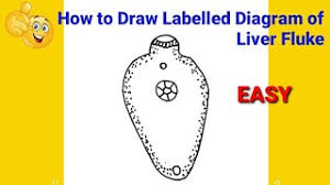 Adults live in the bile ducts of their mammalian host. How To Draw Liver Fluke Diagram How To Draw Liver Fluke Easily How To Draw Liver Fluke Youtube