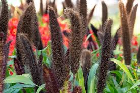 Image result for Cenchrus americanus