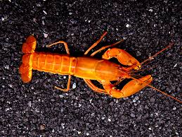 Image result for Ochna macrocalyx