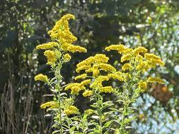 We did not find results for: September Wildflowers In Ohio Seasons Flow