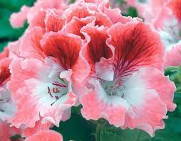 Pelargoniums Regal Kamahl Container Flowers Geranium Flower Showy Flowers