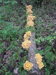 Without drying, a fresh oyster mushroom lasts only 5 to 7 days before it turns bad, according to the university of kentucky extension. Yellow Oysters Identifying Mushrooms Wild Mushroom Hunting