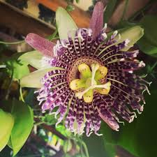 Image result for Passiflora ligularis