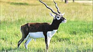 Image result for vallanadu black buck sanctuary