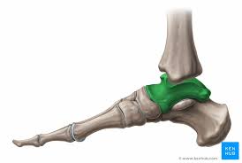 Talus Anatomie Sprunggelenke Klinik Kenhub